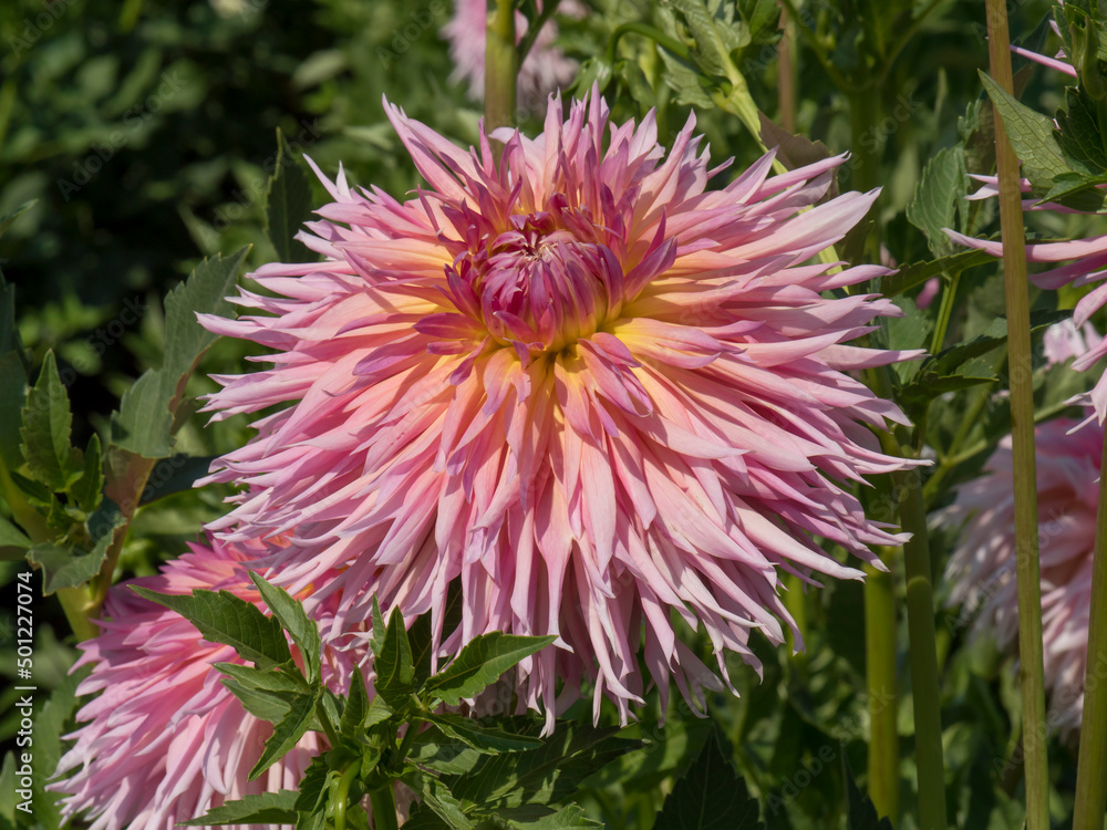 Pink and Yellow Dahlia in a Garden Pink and Yellow Dahlia in a Garden