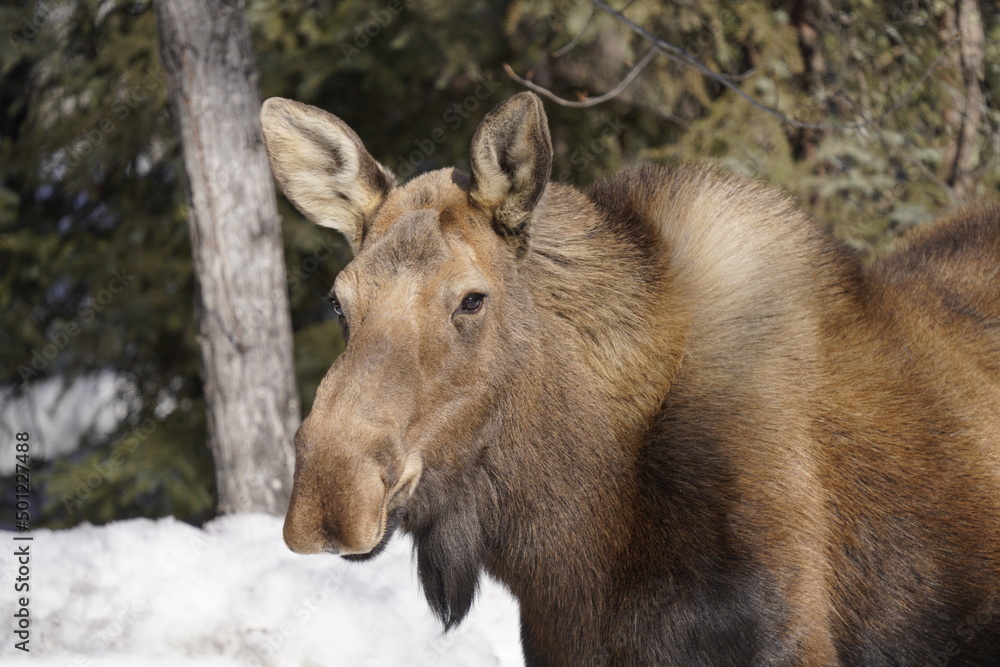 Naklejka premium Moose