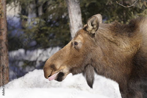 Moose