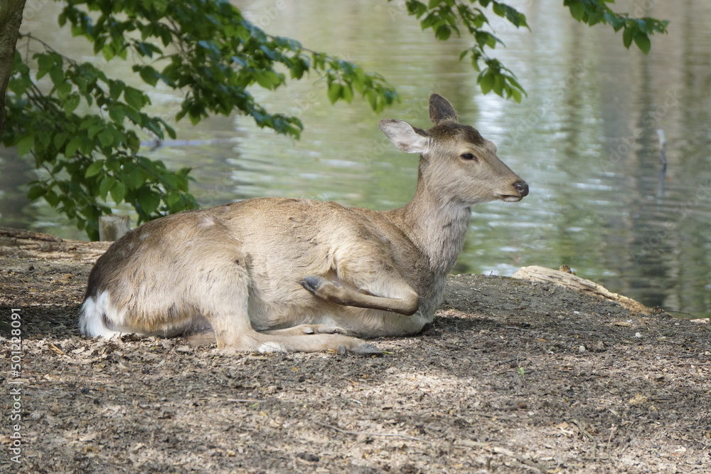 Fototapeta premium Rehwild 