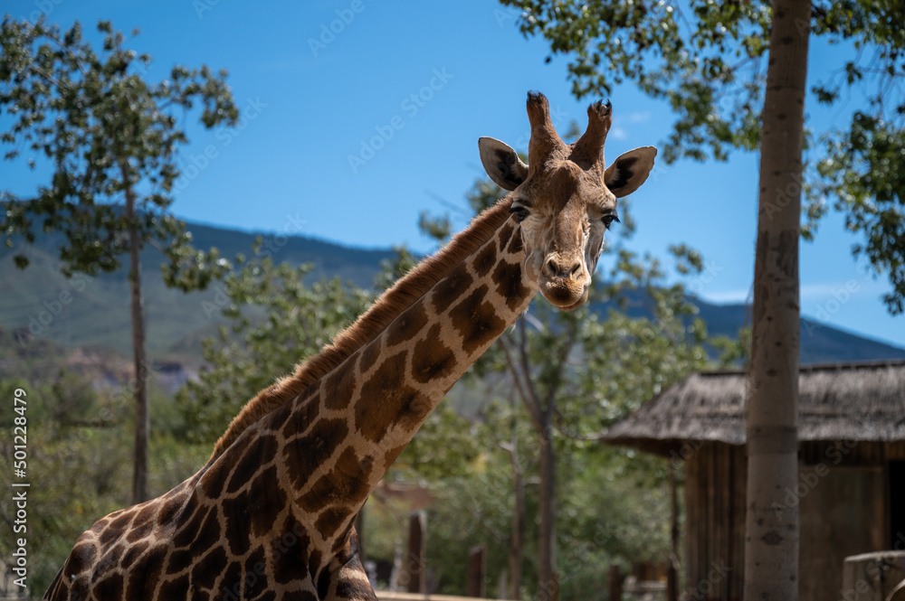 Fototapeta premium Giraffe head from front