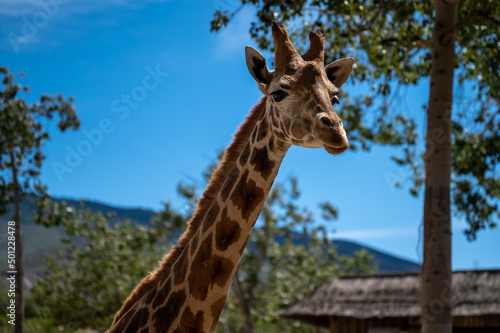 giraffe in the zoo © Gultekin
