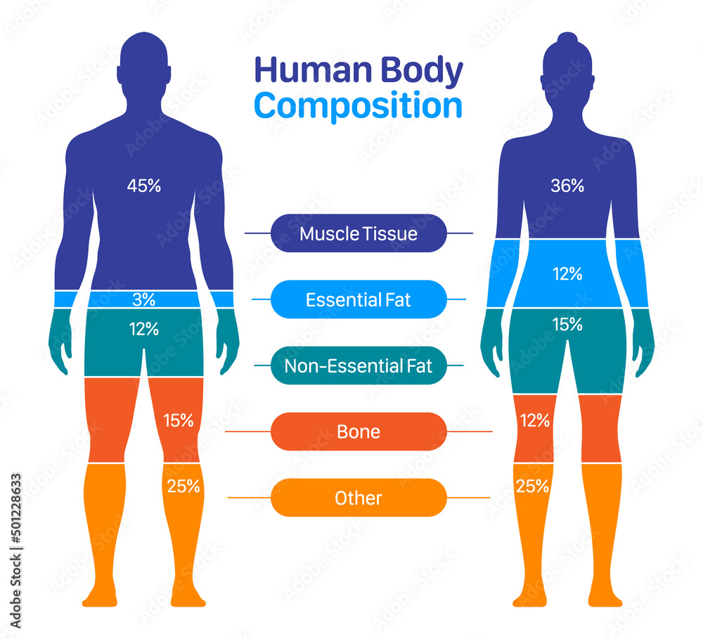 Comparison of healthy male and female body composition. Human body