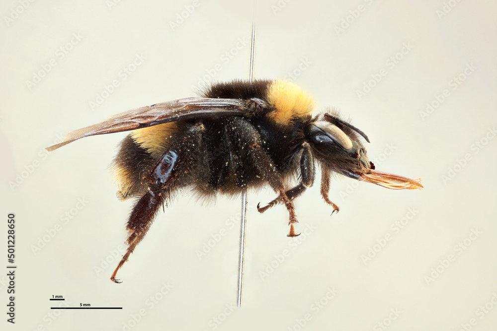 Bumblebee Bumblebee