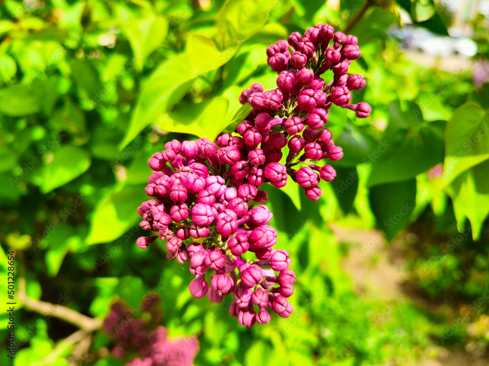Spring mood, blooming lilac bright background Spring mood, blooming lilac bright background