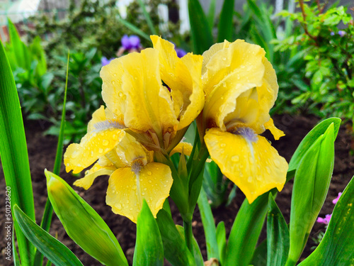 Yellow iris on a background of green leaves close-up