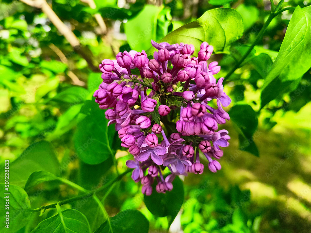 Spring mood, blooming lilac bright background Spring mood, blooming lilac bright background