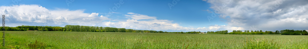 Banner with barley field in Spring with forest far away and blue sky with clouds. Panoramic composition in light green and blue colors. Germany, countryside in Brandenburg North from Berlin. Banner with barley field in Spring with forest far away and blue sky with clouds. Panoramic composition in light green and blue colors. Germany, countryside in Brandenburg North from Berlin.