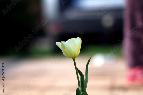 biały tulipan na rozmytym tle bokeh
