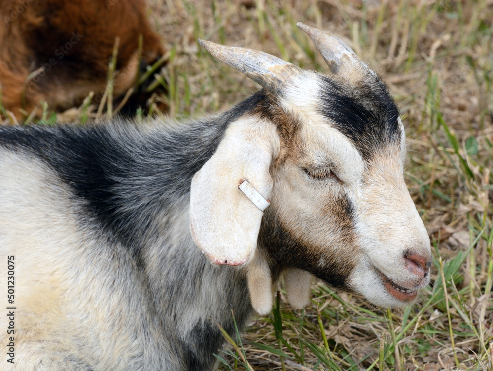 Portrait of young baby goat kid with horns and ear tag Portrait of young baby goat kid with horns and ear tag