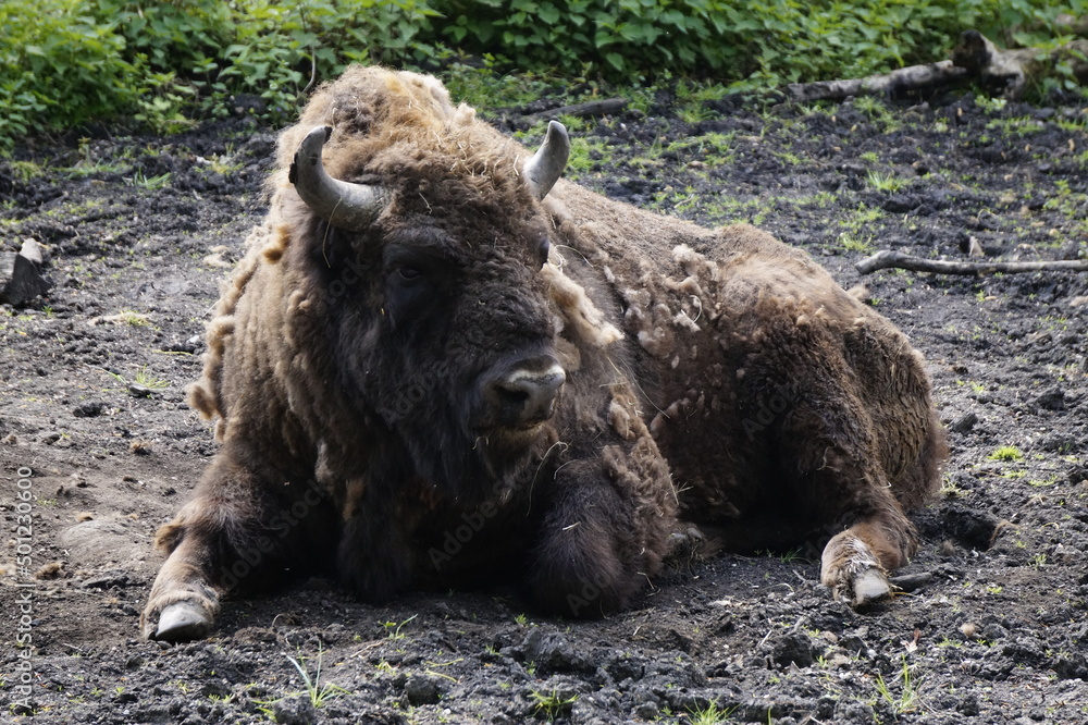 Bison