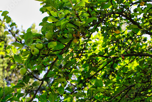 Grüne Äpfel auf einem Apfelbaum 