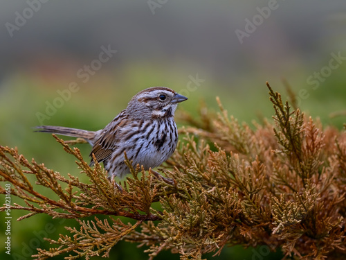 Song Sparrow perched on evergreen in spring, closeup portrait