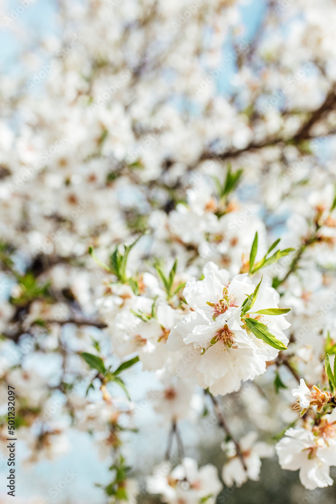 Background of almond blossoms tree and sky. Cherry tree with tender flowers. Amazing beginning of spring. Selective focus. Flowers concept. Background of almond blossoms tree and sky. Cherry tree with tender flowers. Amazing beginning of spring. Selective focus. Flowers concept.