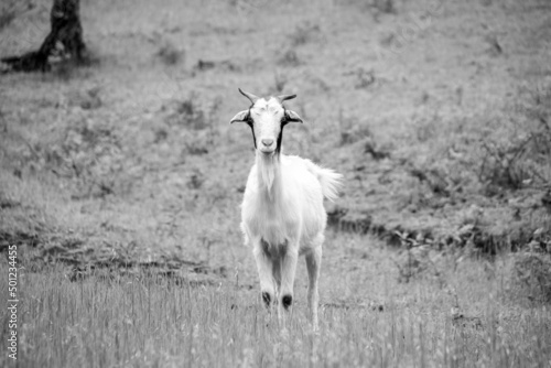 black and white horse