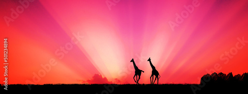 amazing sunset and sunrise.Panorama African tree silhouette with sunset, dark tree setting on open field, dramatic sunrise, african giraffe theme safari.
