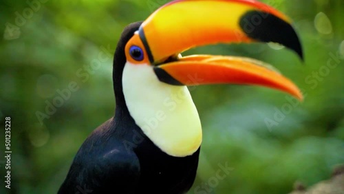 video scene of Tucano Toco bird in nature brazil
