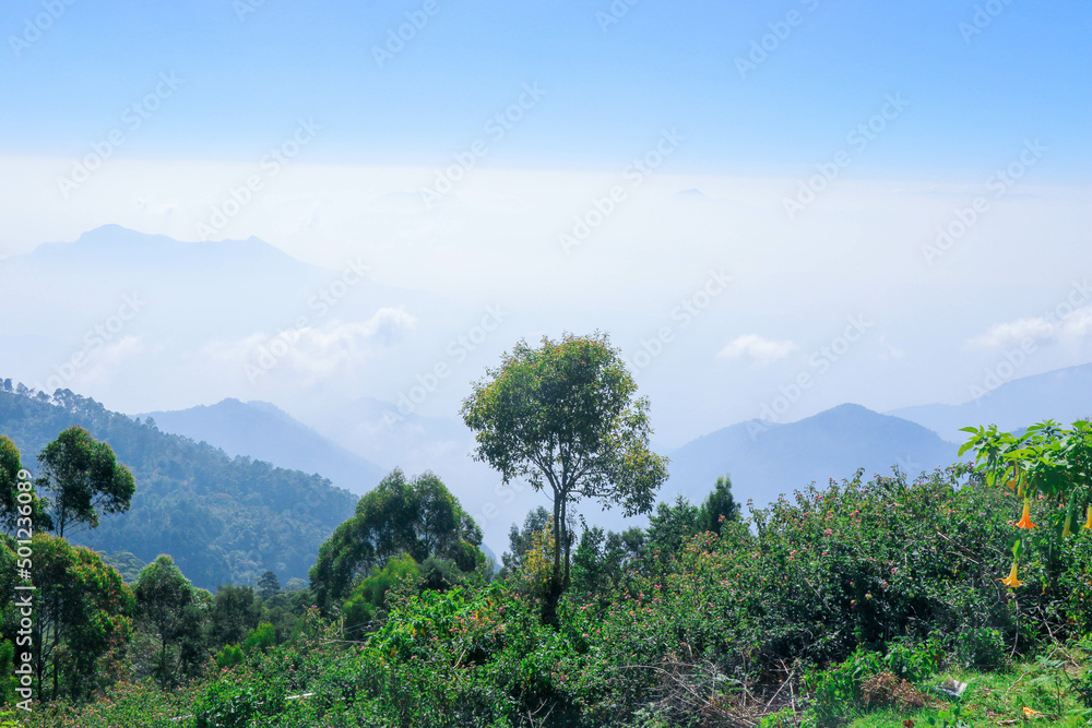 View with Trees, Clouds and Hills in Coakers Walk, Kodaikanal, tamil Nadu, India