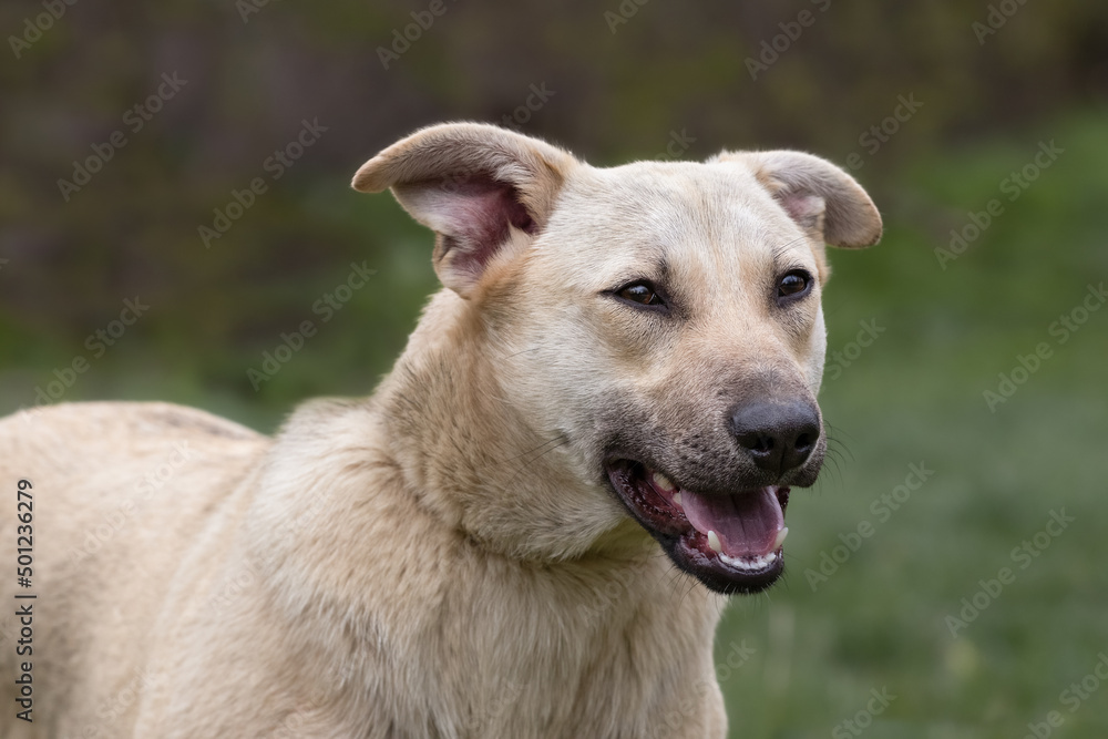 Portrait of a cute happy dog on a green spring background.Close-up.Concept of animal care. Portrait of a cute happy dog on a green spring background.Close-up.Concept of animal care.