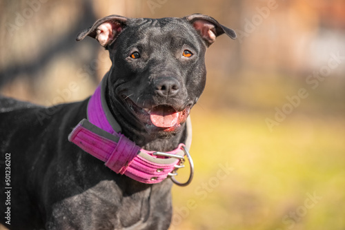 Portrait of smiling American pit bull terrier in cute pink collar, who is obediently standing during a walk in the park, basking in the sun, front view Fototapet
