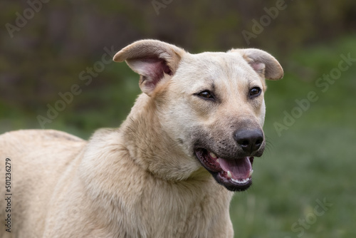 Portrait of a cute happy dog on a green spring background.Close-up.Concept of animal care.