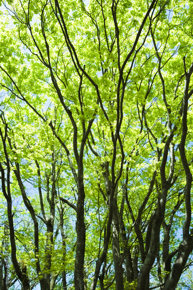 Obraz premium もみじの若葉と青空 