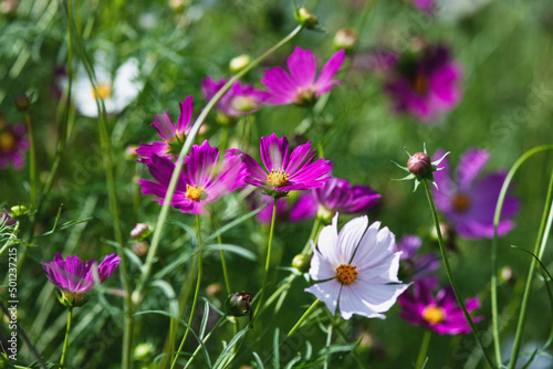 Cosmos flowers blooming on summer garden on sunny day
