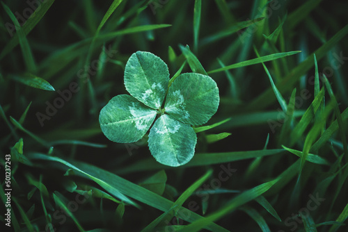 Four leaf clover growing in green grass, lucky charm and good luck concept, copy space