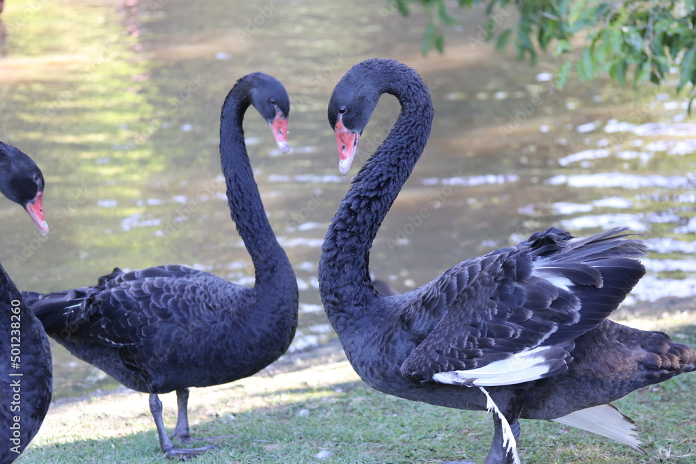 Obraz premium Cisnes Negros / Black Swans