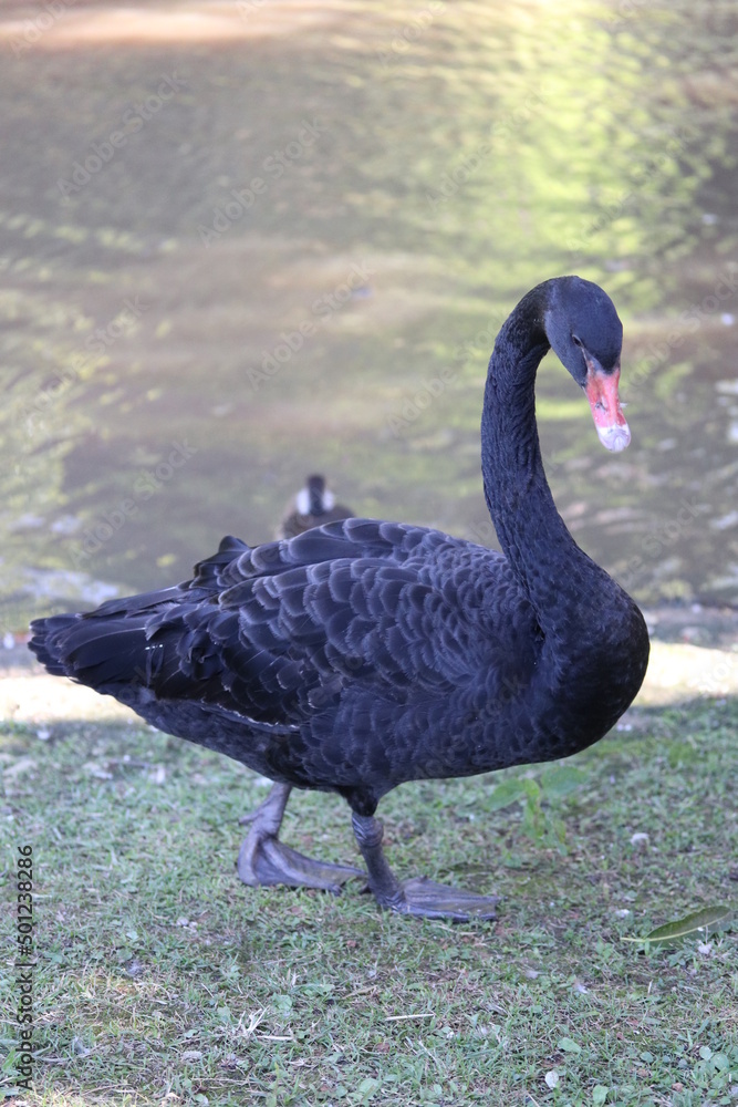 Cisnes Negros / Black Swans Cisnes Negros / Black Swans