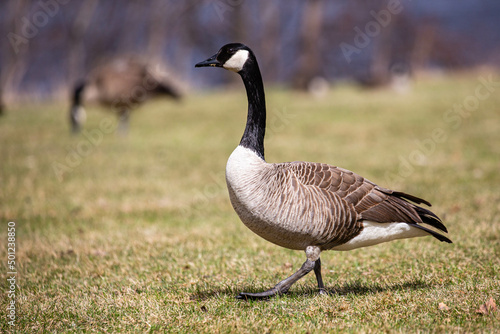 Canada geese (Branta canadensis) walking in the grass in April