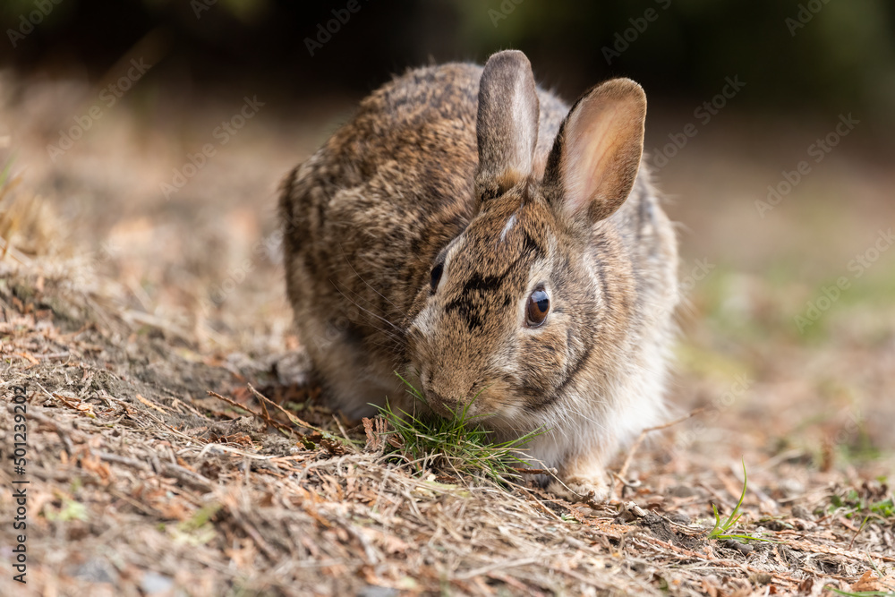 Fototapeta premium eastern cottontail bunny in early spring