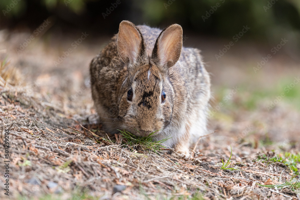 Fototapeta premium eastern cottontail bunny in early spring