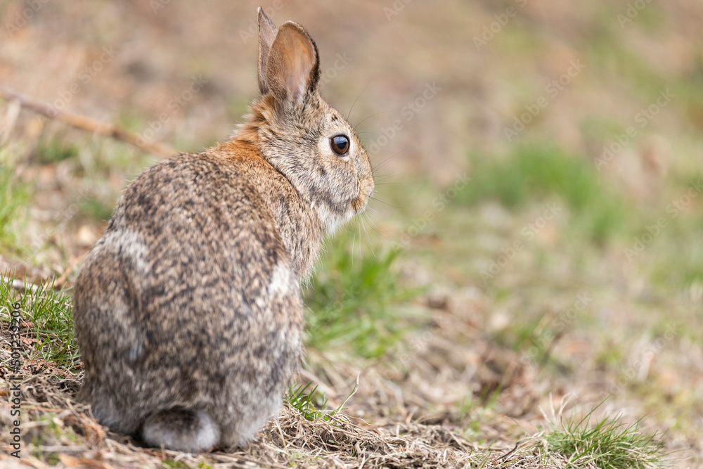 eastern cottontail bunny in early spring eastern cottontail bunny in early spring