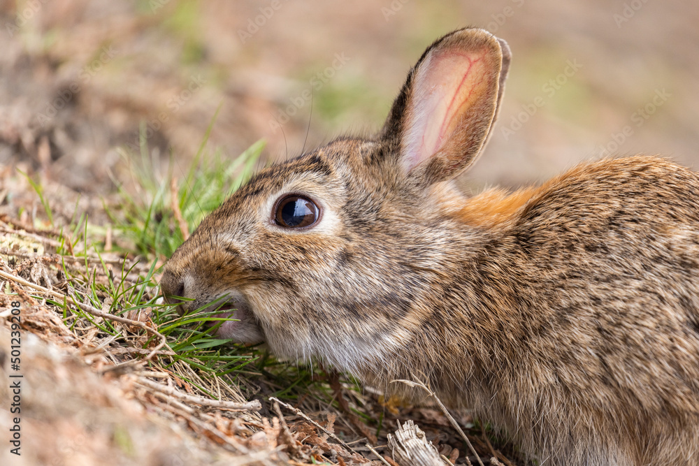 Fototapeta premium eastern cottontail bunny in early spring