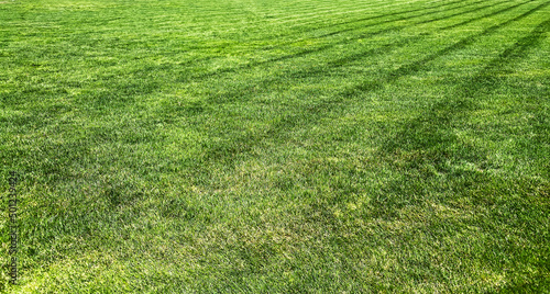 Fotografie backyard lawn ball field mowed grass turf sports green mowing lines fresh cut ya