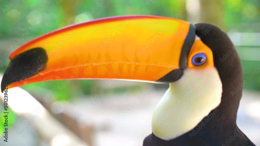 video scene of Tucano Toco bird in nature brazil video scene of Tucano Toco bird in nature brazil