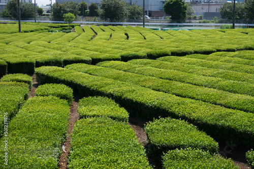 狭山茶の茶畑