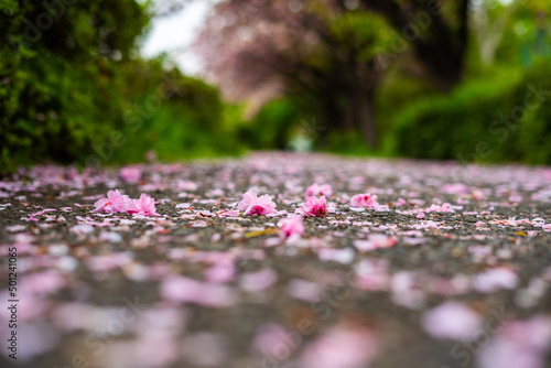 散りゆく桜
