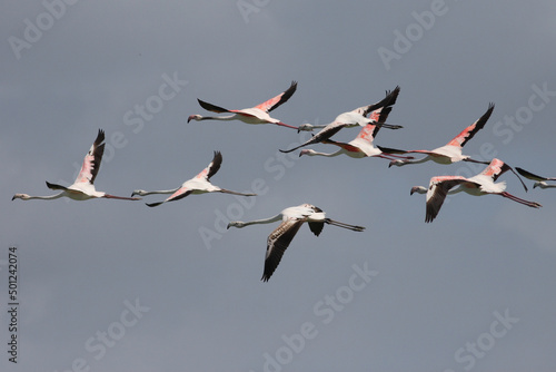 Flock of Flamingos in Flight