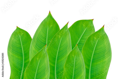 Green leaves background for wallpaper and backdrop on white background.