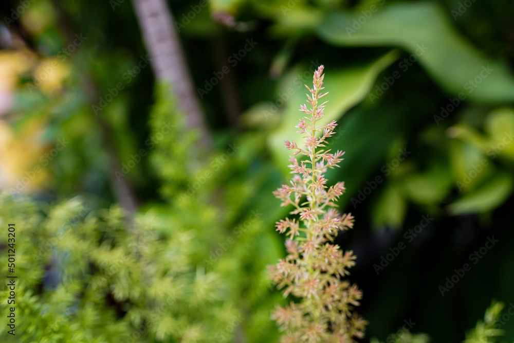 Natural spring background with beautiful blooming white flower. Blossom and elegant plant on green leaves background in summer. Natural spring background with beautiful blooming white flower. Blossom and elegant plant on green leaves background in summer.