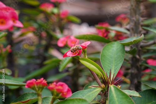 Bee on red flower. Honeybee on a branch with green leaves. Bee on flower in the garden.