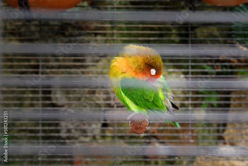 Trapped parrot sleeping and sitting on bar in a cage. Military parrot in green, yellow and orange colour. Beauty of fauna and wildlife concept.