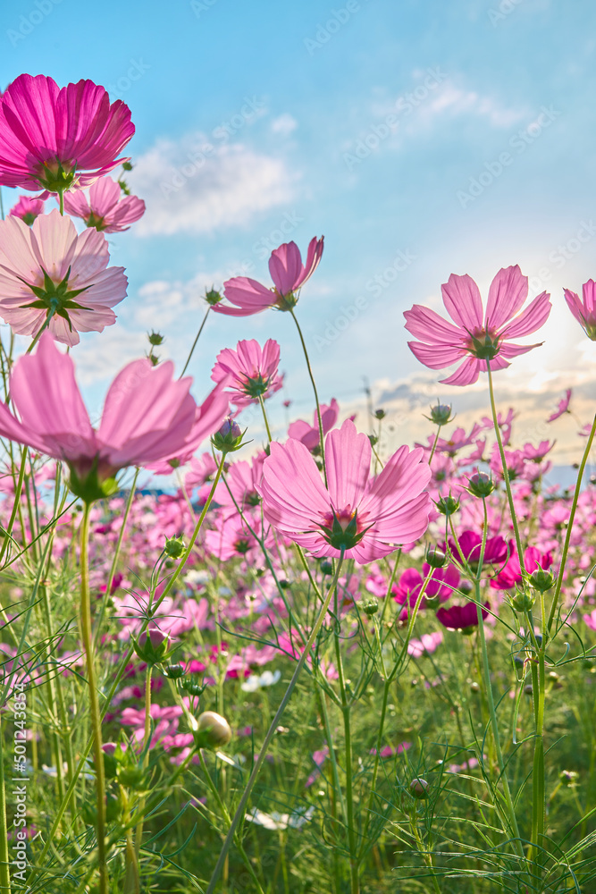 Cosmos Flower Field at Fujiwara Palace Ruin(藤原宮のコスモス畑) Cosmos Flower Field at Fujiwara Palace Ruin(藤原宮のコスモス畑)