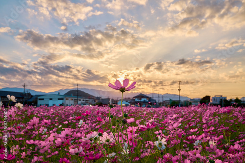 Cosmos Flower Field at Fujiwara Palace Ruin                                 