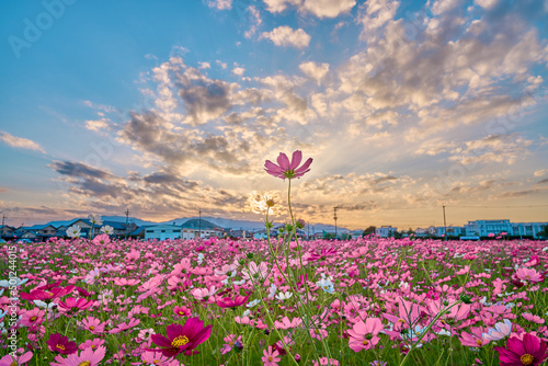 Cosmos Flower Field at Fujiwara Palace Ruin（藤原宮のコスモス畑） photo