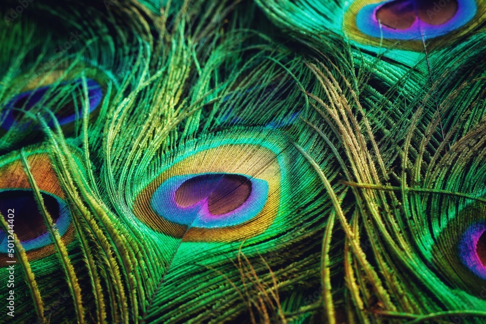 Naklejka premium Peacock feather. Peafowl feather. Mor pankh. Abstract background.