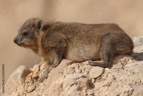 Rock Hyrax in the Desert