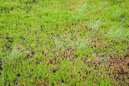 full frame of vegetation in wetlands